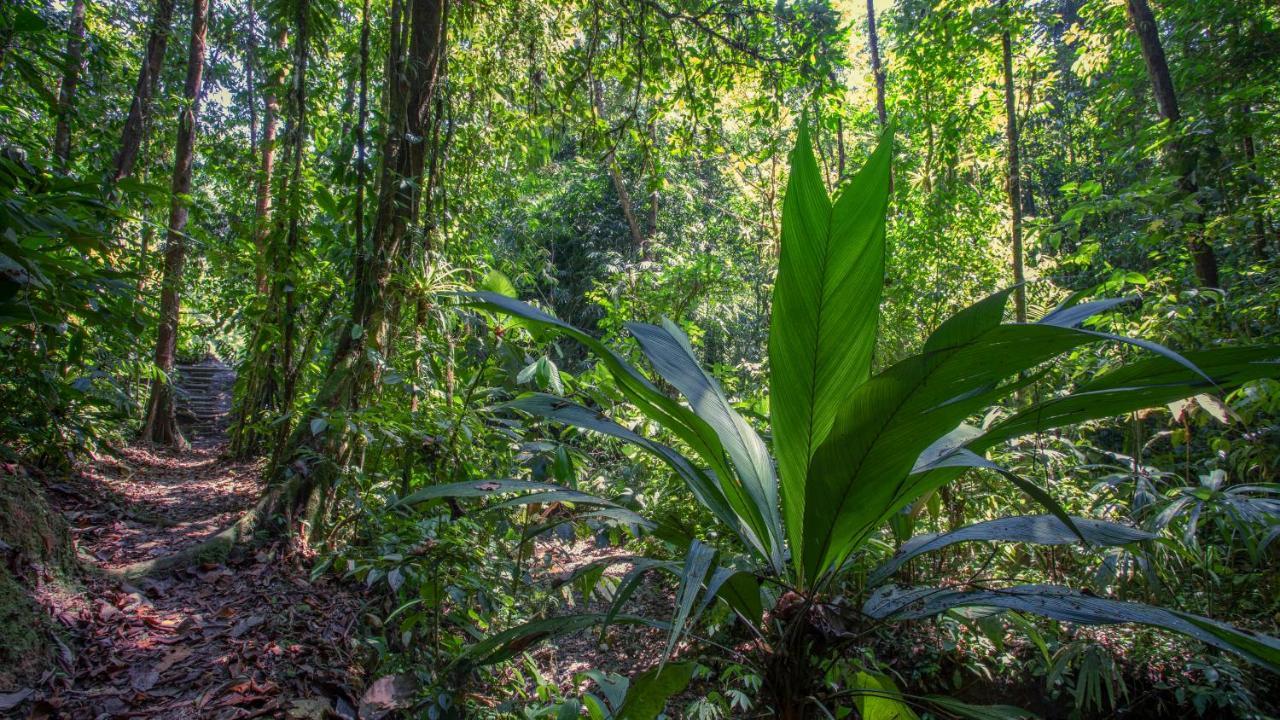 Esquinas Rainforest Lodge Golfito Εξωτερικό φωτογραφία